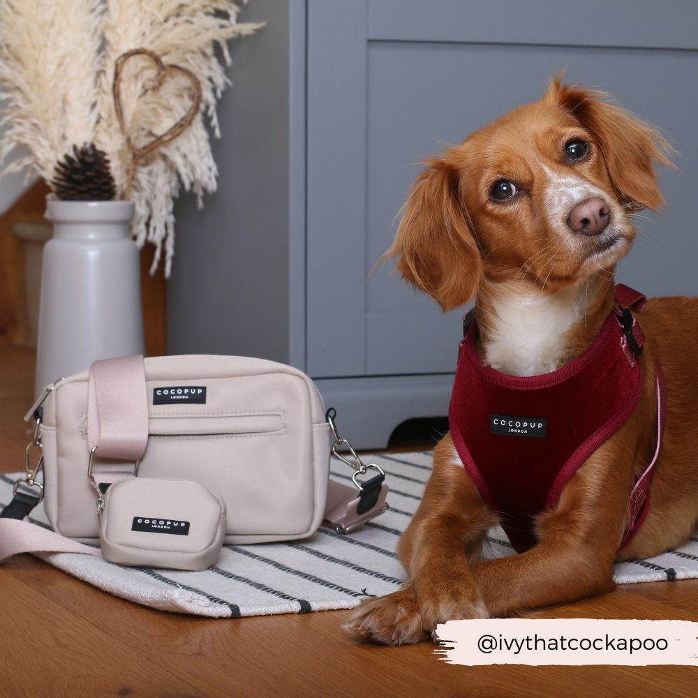 Dog Walking Bag Bundle - Caramel Latte